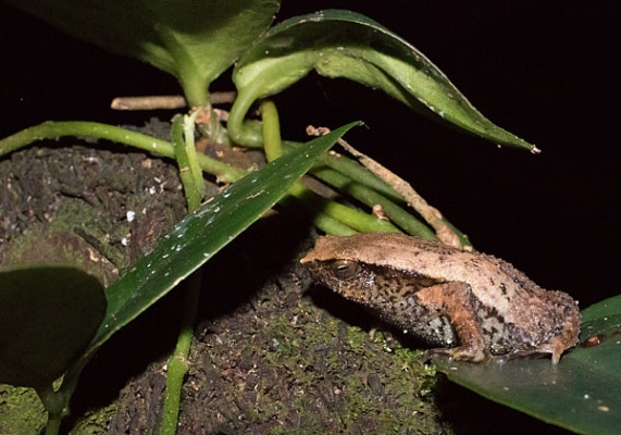 Andy Boyce Kalophrynus baluensissticky frog small